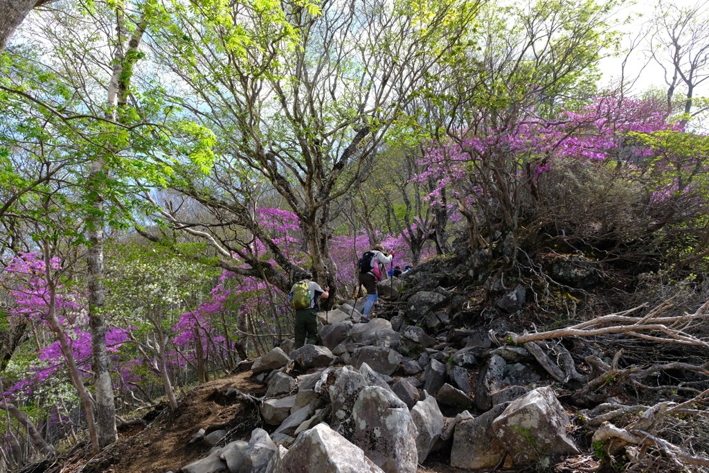 登山道②