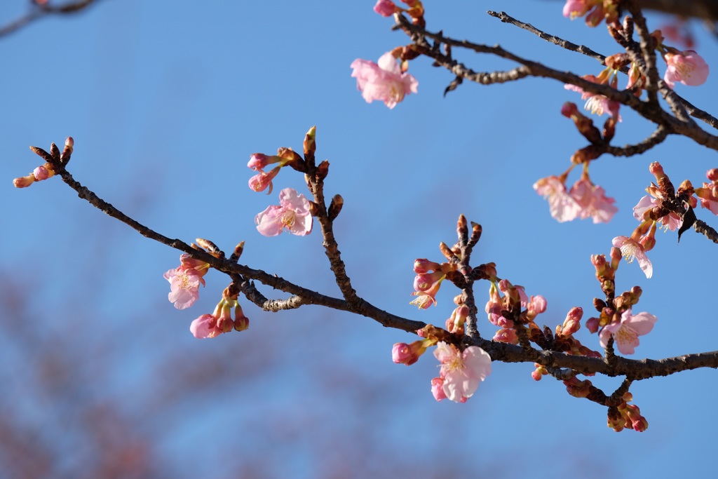 河津桜③