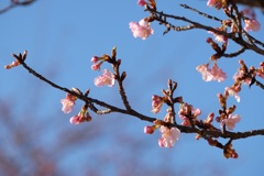 河津桜③