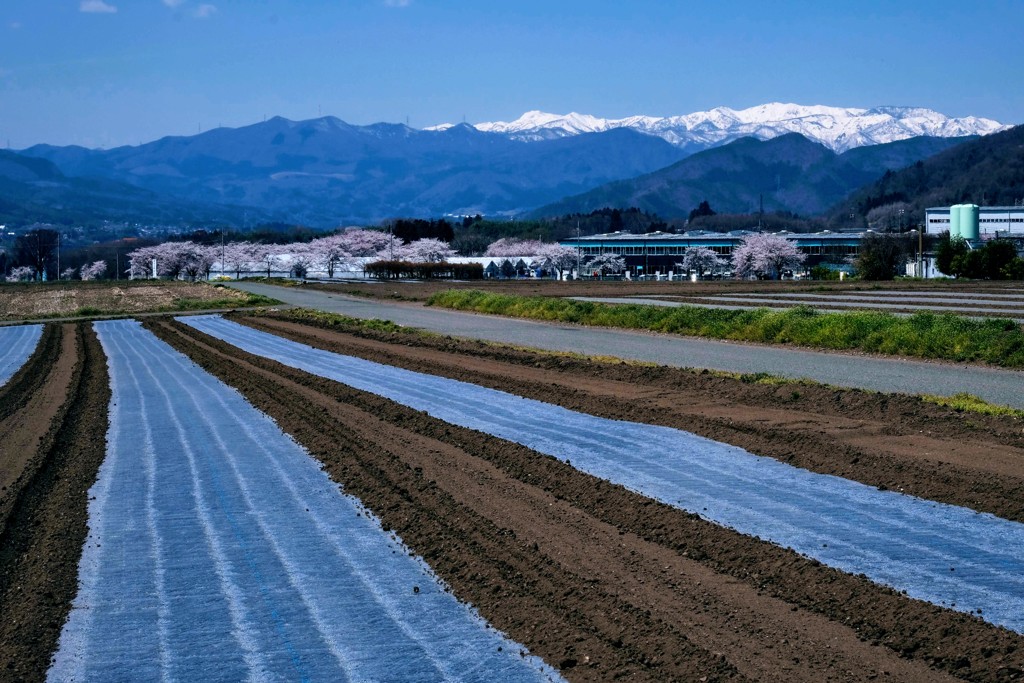 沼田市の桜景色①