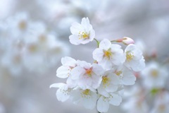 前橋公園①