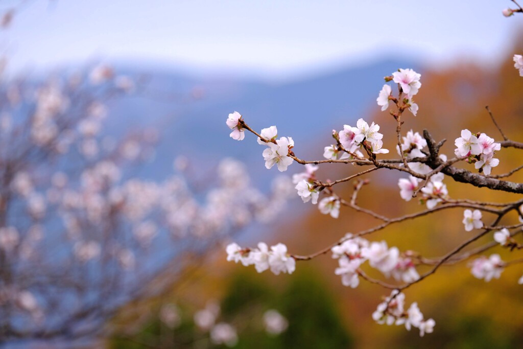 寒桜と紅葉⑤