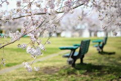 桜日和