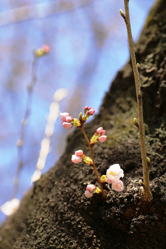 ソメイヨシノ①