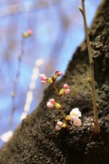 ソメイヨシノ①