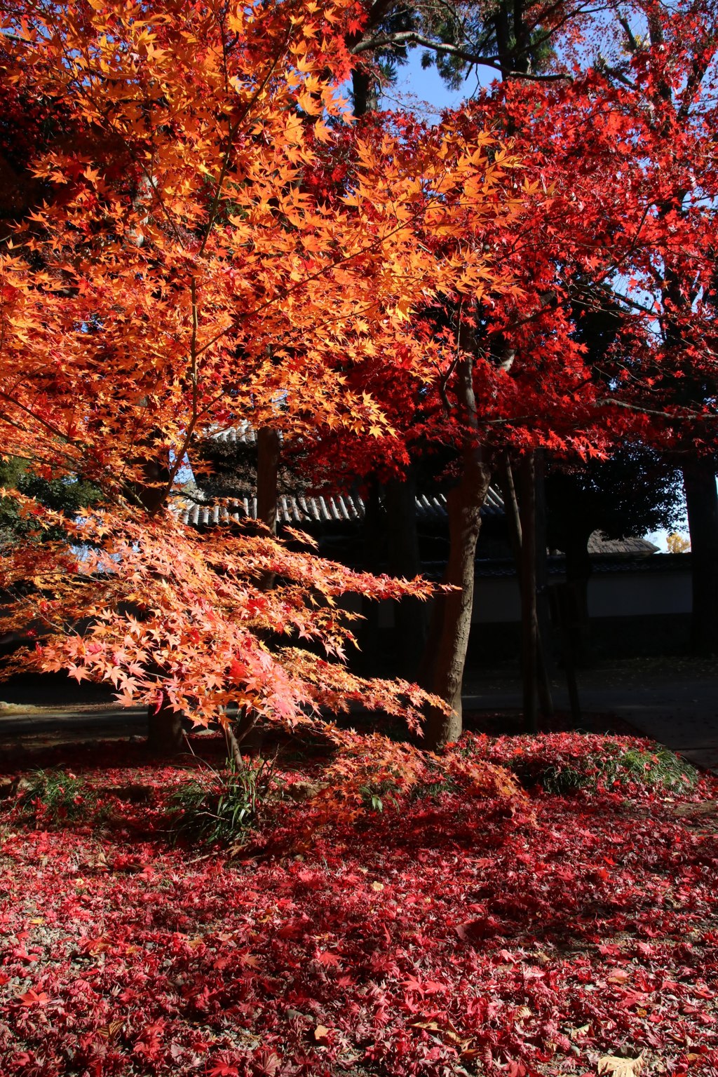 足利学校の紅葉④ 