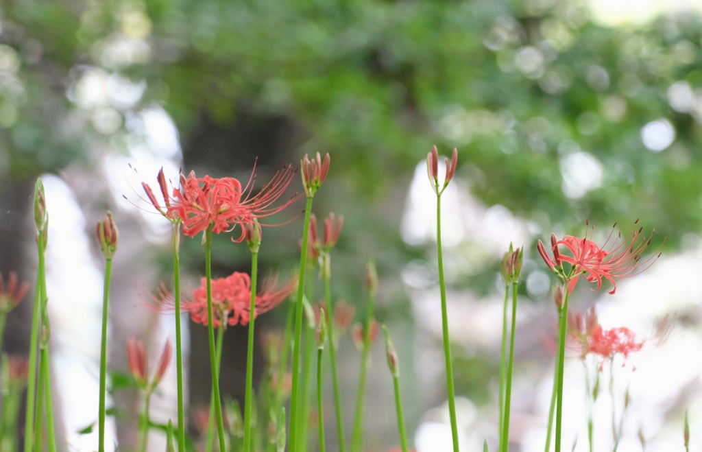 曼珠沙華④