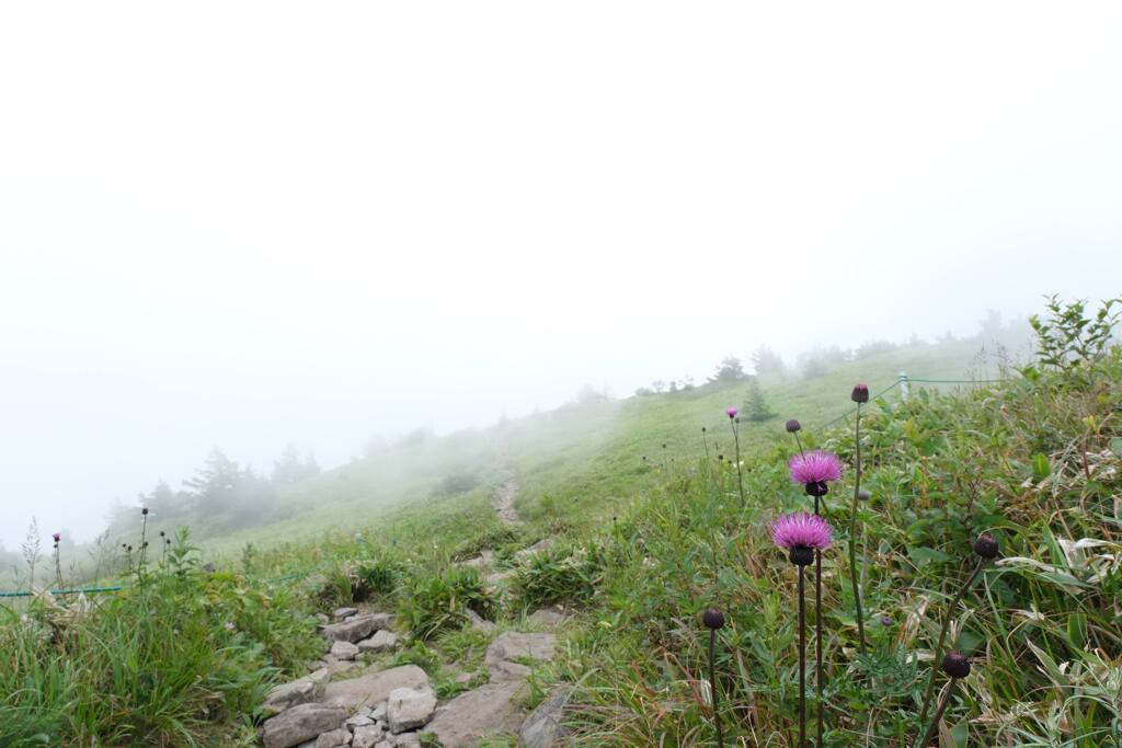 湯ノ丸山登山道