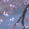 ソメイヨシノ②