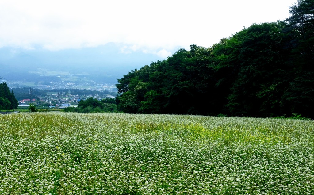 山間の蕎麦畑