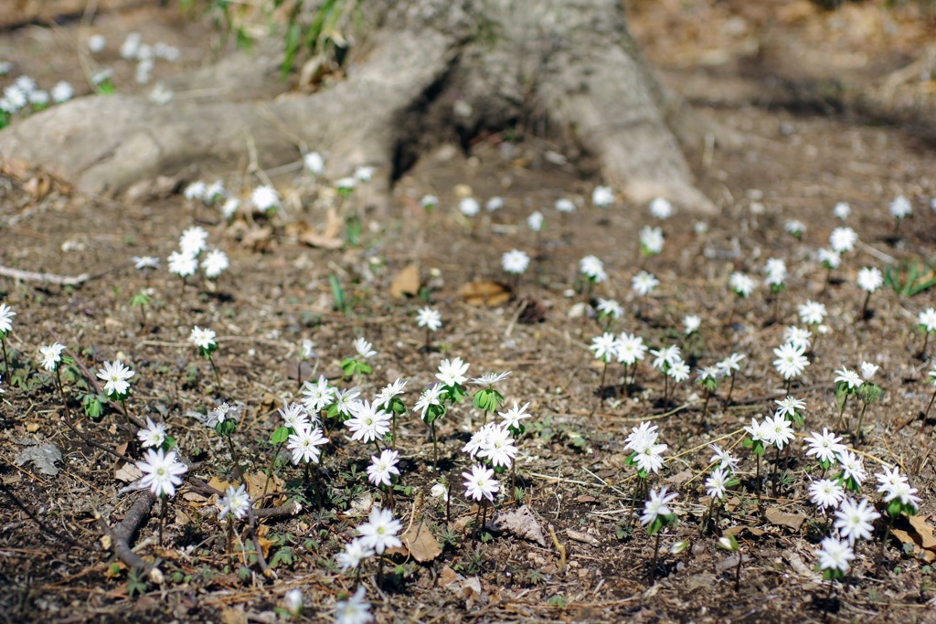 ぐんま昆虫の森⑧
