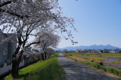 桜終盤