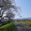 桜終盤