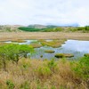 八島ヶ原湿原①