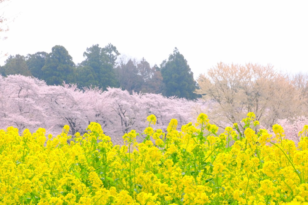 桜のある風景④