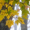 赤城山紅葉⑩