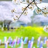 こいのぼり⑤