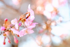 河津桜