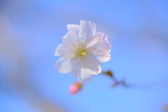 冬桜①