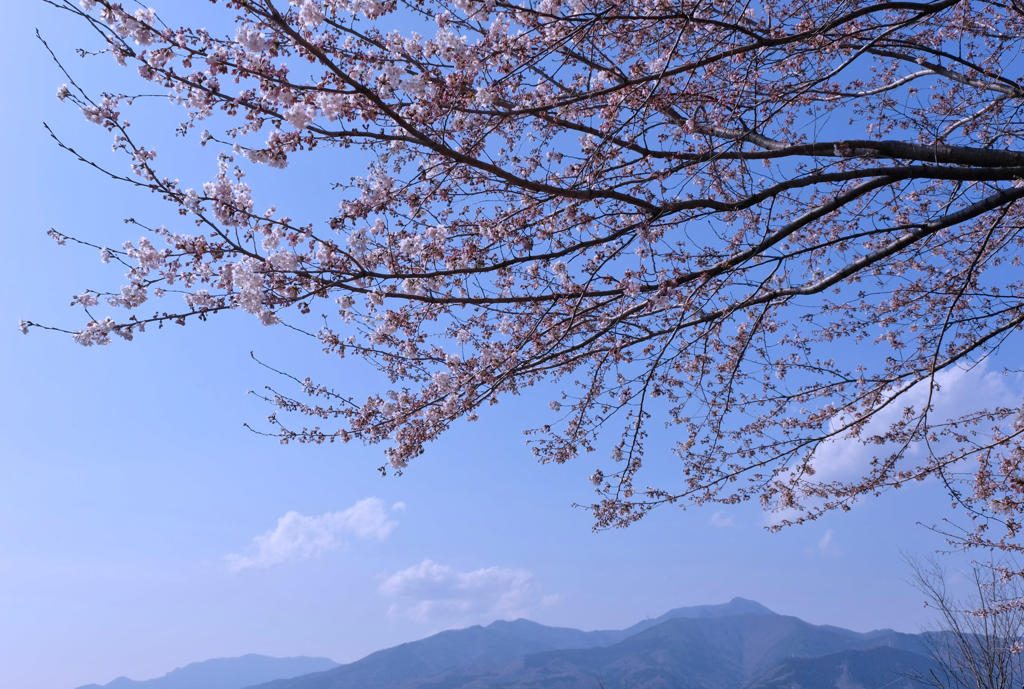 桜風景①