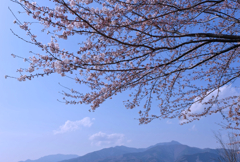 桜風景①