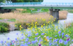 散歩道②