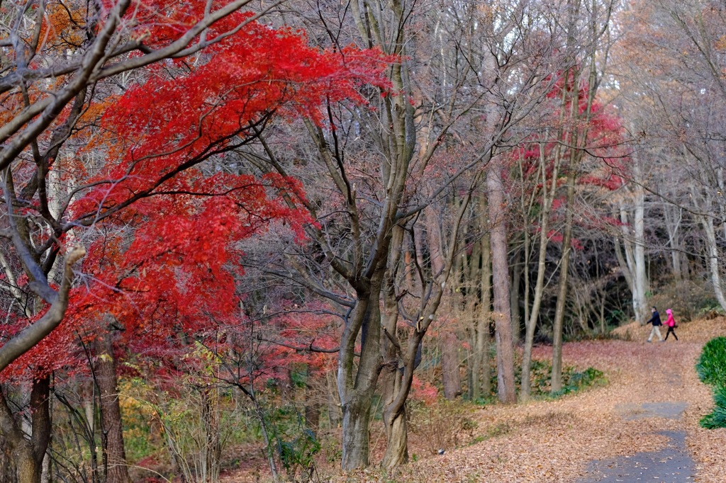 晩秋の赤城自然園