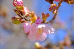 河津桜①