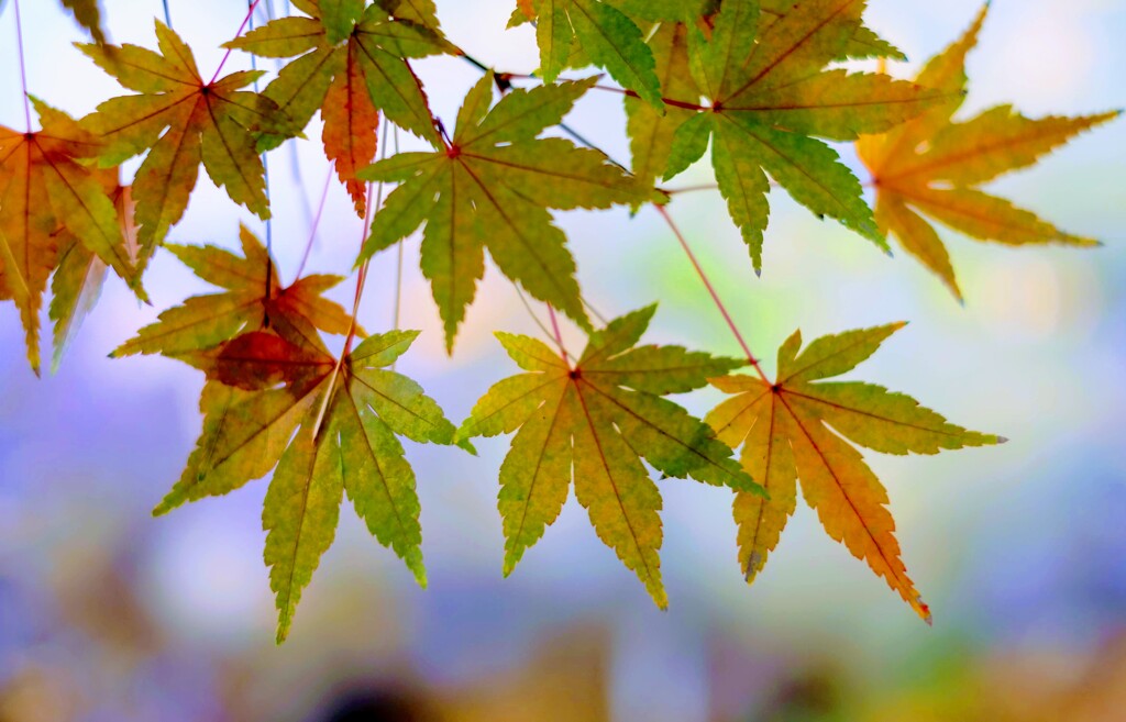 敷島公園の紅葉②