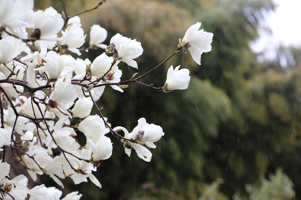 春雨③
