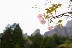 桜のある風景②