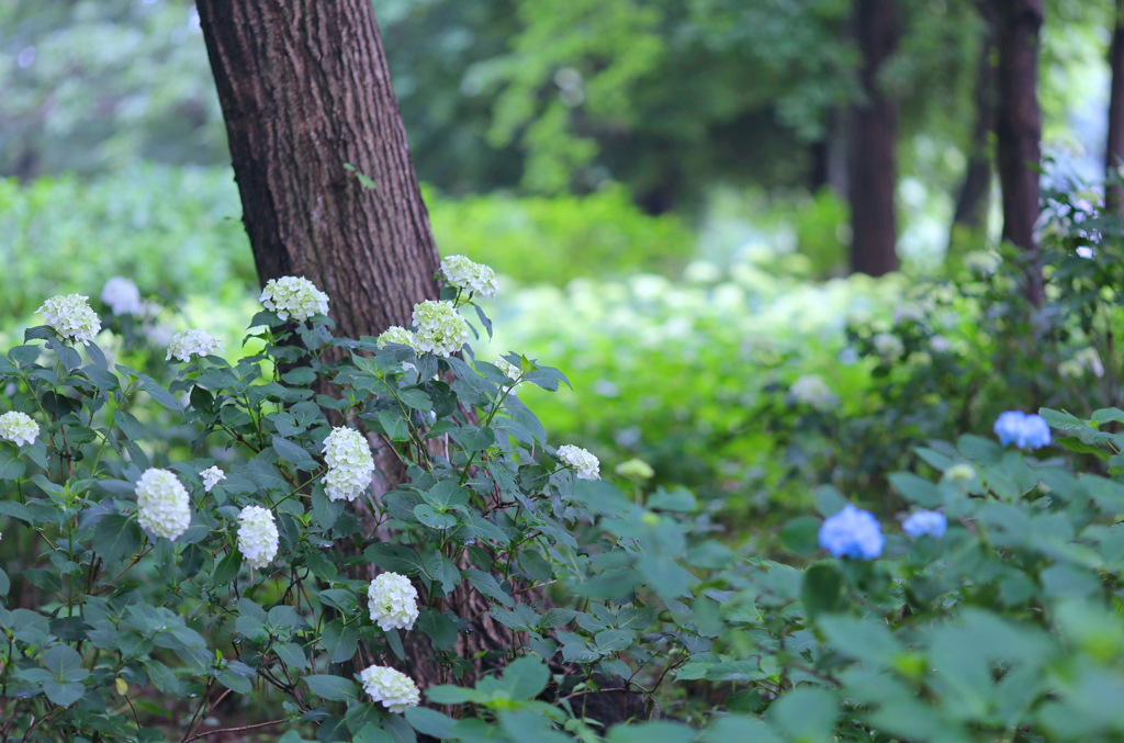 荻窪公園④