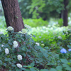荻窪公園④