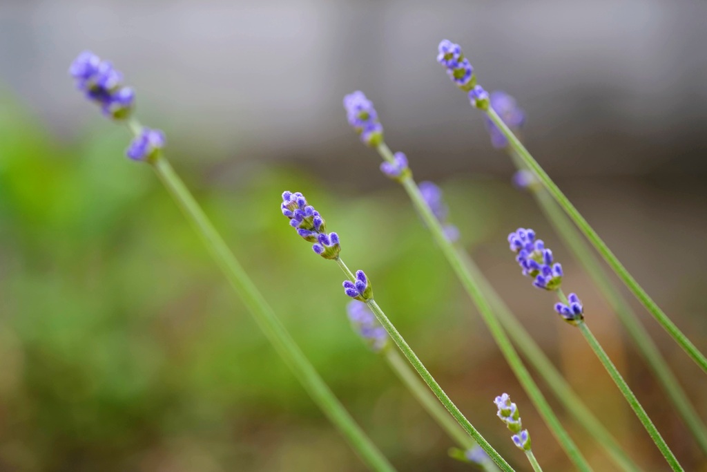 庭の花①