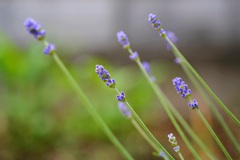 庭の花①