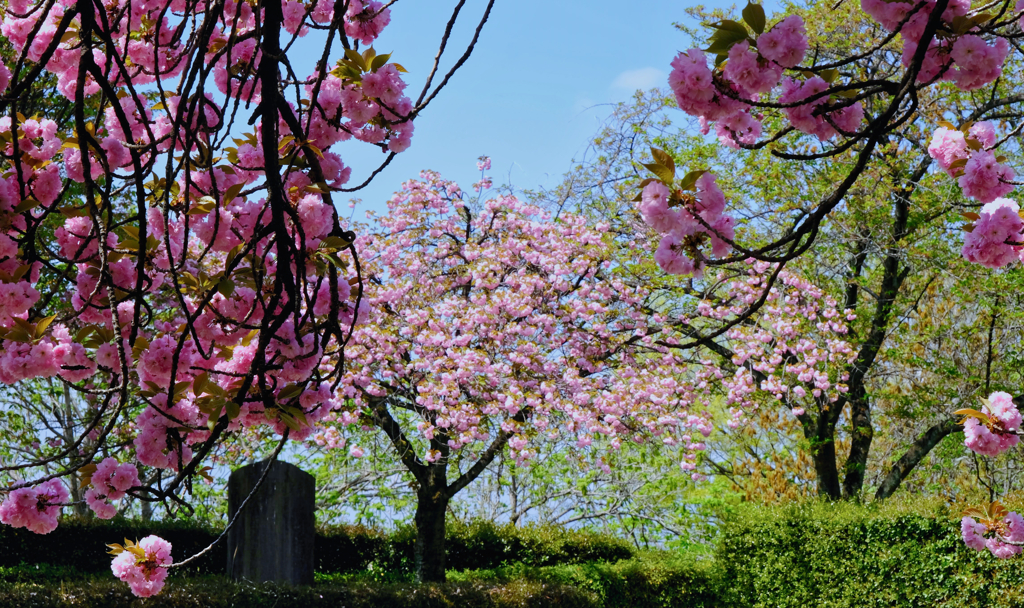 八重桜⑥