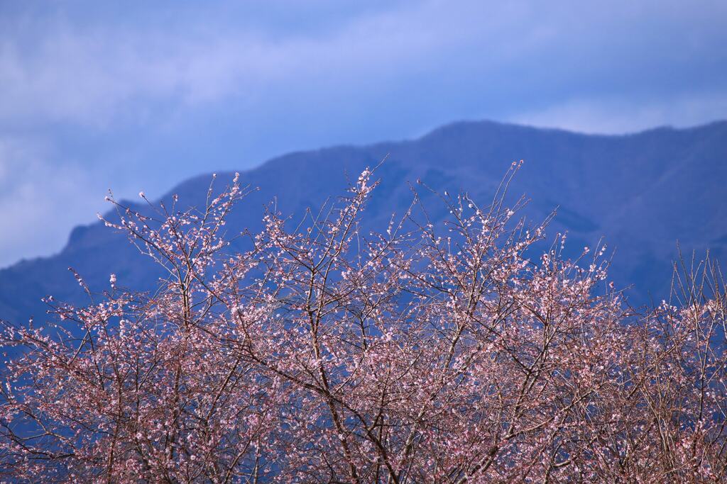 冬桜