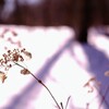 冬の華①