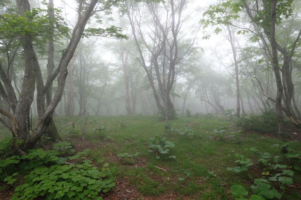 霧の山中