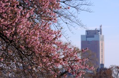 河津桜と群馬県庁舎 