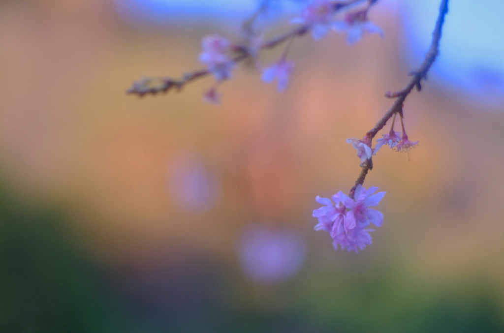 冬桜②