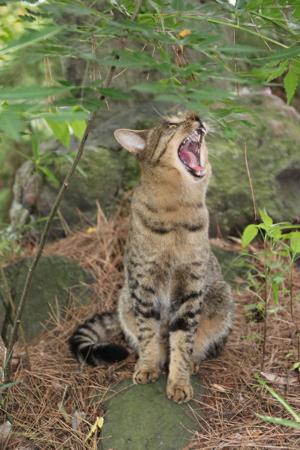 小怪獣