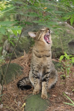 小怪獣