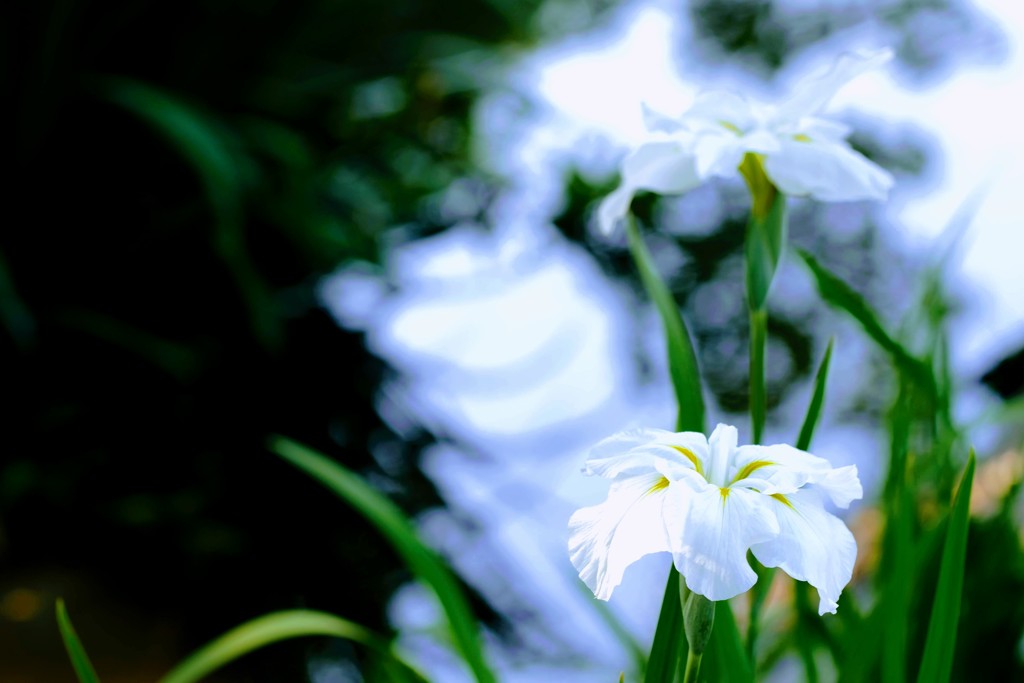 菖蒲②