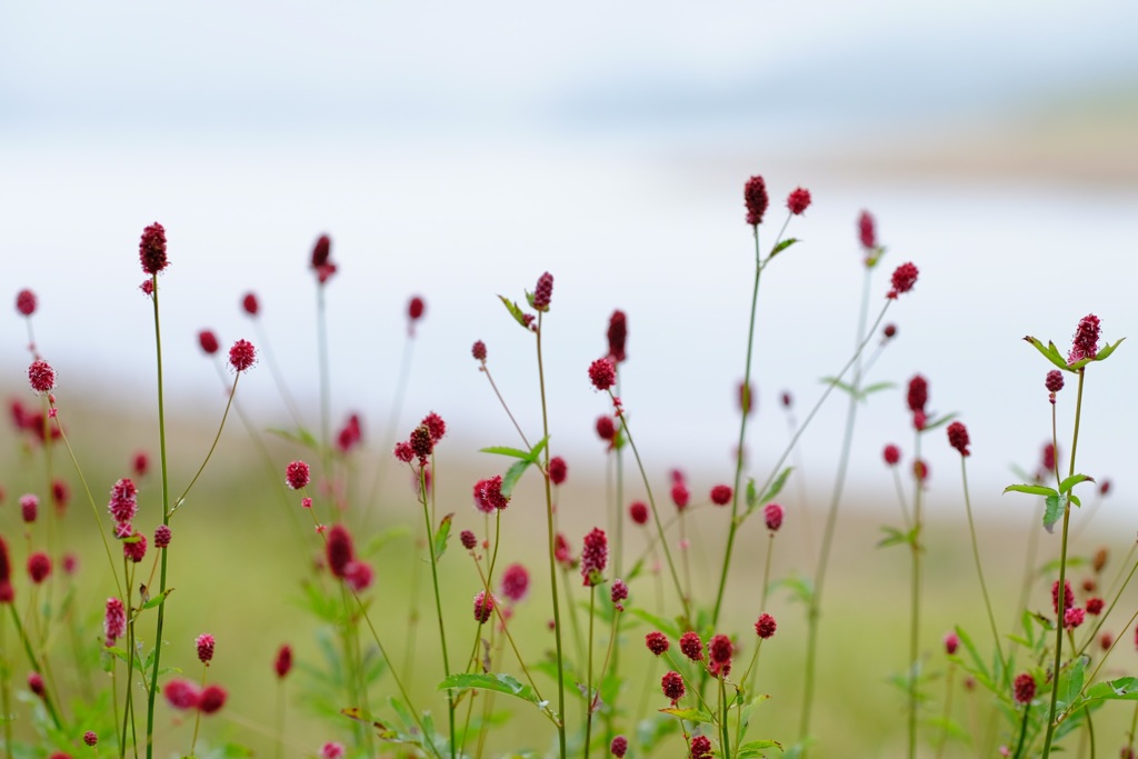 自然の生け花②
