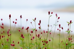 自然の生け花②