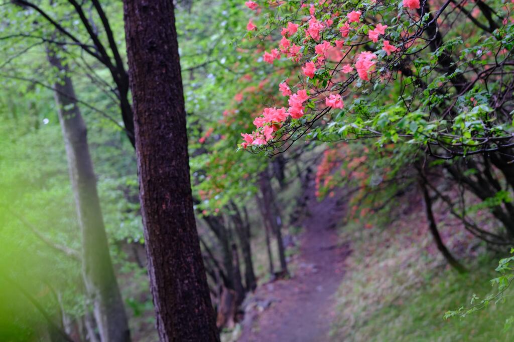 登山道に咲く