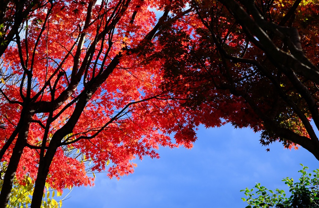 残紅葉