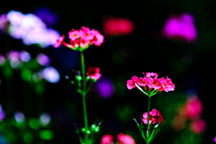 赤城自然園の花②