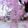 しだれ桜